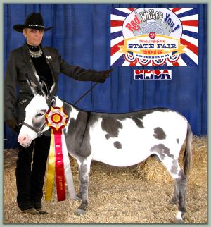 Crooked Creek Bosco, Champion High Point Driving Jack